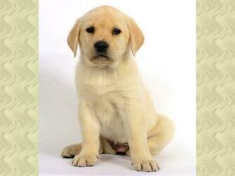 Zoete Labrador Puppy Wallpaper