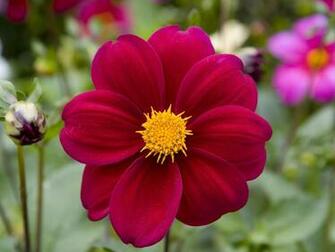 Dahlias Flowers Wallpaper