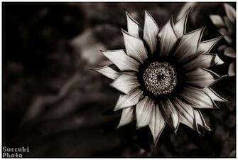 Dark Flower Wallpaper Pictures Photos And