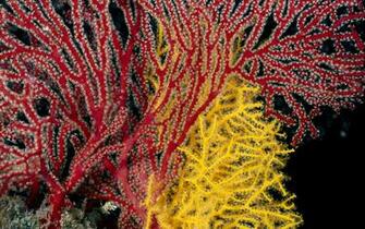 Coral Wallpaper Widescreen Original Fondos7 Net