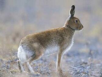 Hare Wallpaper