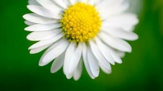 Best Flori Wallpaper Poze Frumoase