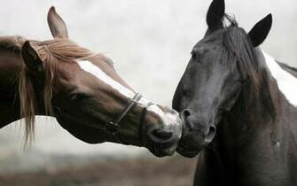 Horses Wallpaper