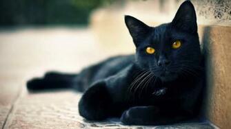 Cat Wallpaper HD Pictures One Background