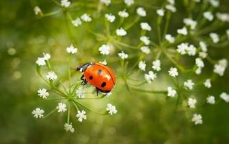 Image Coccinellidae Animals
