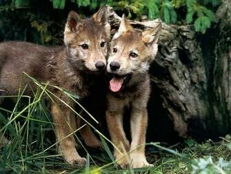 Wolves Jpg