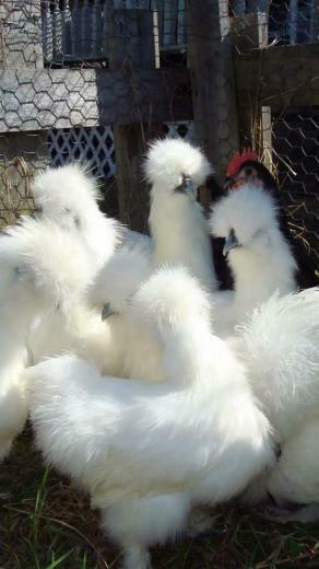 Silkie Chicken Background Wallpaper Baltana