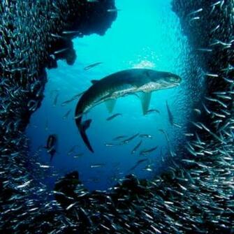 Under The Sea iPad HD Wallpaper In Pixels