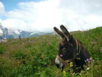 Donkey Wallpaper