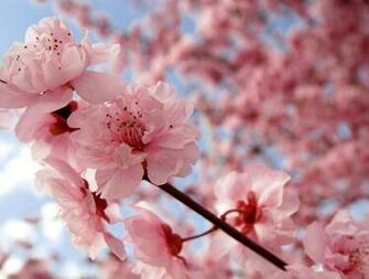 Where To See Japan S Cherry Blossoms Tokyo Times