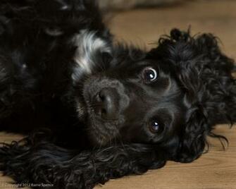 English Cocker Spaniel Puppies Breeders Spaniels Large