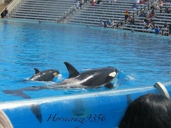 Shamu Wallpaper