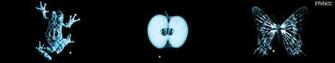 Apples Wallpaper
