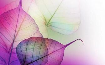 Lilac Background