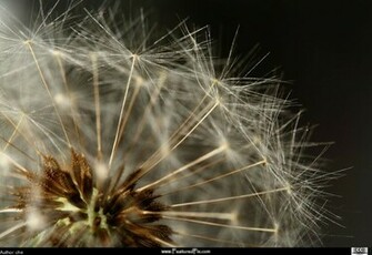 Dandelion Clocks Wallpaper Background HD Desktop