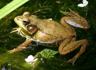 Frog Wallpaper Desktop Background
