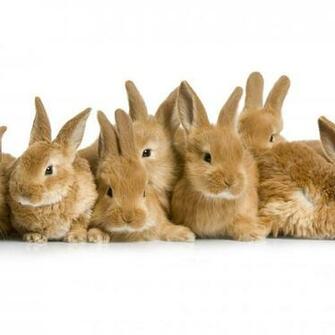 Easter iPad Wallpaper