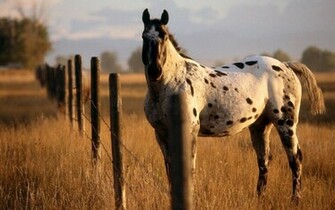 Beautiful Horse Wallpaper Pictures