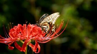 Butterfly On Lycoris Radiata Wallpaper HD