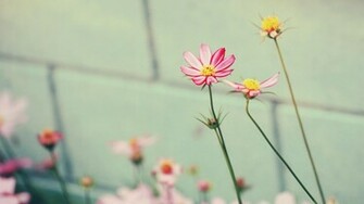 Flower Desktop Wallpaper HD Background