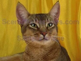 Pedigree Cats Screensaver Screen Saver Software