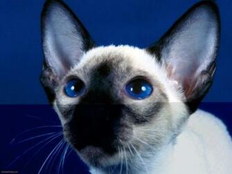 Siamese Cats Image Beautiful HD Wallpaper And