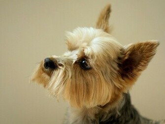 Yorkshire Terrier Wallpaper