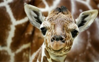 Animal Desktop Wallpaper Webshots