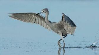 Zafar On HD Wallpaper Blue Heron