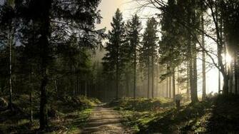 Pine Tree Wallpaper