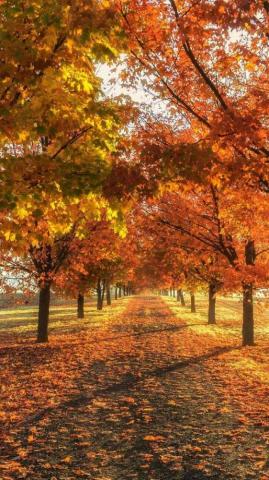 Fall Wallpaper Whatspaper