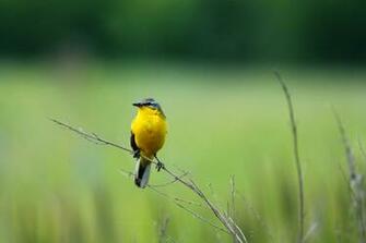 Wallpaper Birds Nature Bird Field Summer