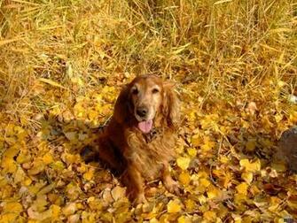 Wallpaper Dog In The Autumn Outing Photos And Walls