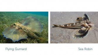 The Flying Walking Puzzling Gurnard Wallpaper