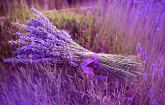 Lavender Wallpaper On Desktop