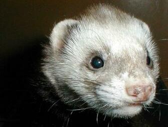 Beckham Wallpaper Ferret