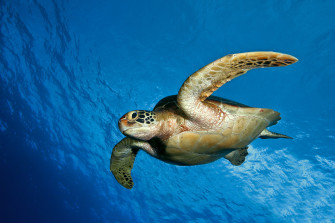 Cute Turtle Wallpaper