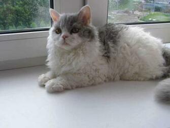 Selkirk Rex Near The Window Photo And Wallpaper Beautiful
