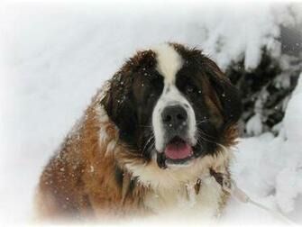 St Bernard Wallpaper