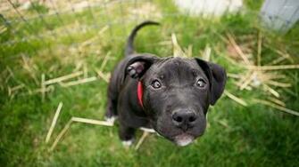Labrador Puppy Wallpaper Animal