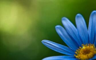 Blue Flower HD Wallpaper
