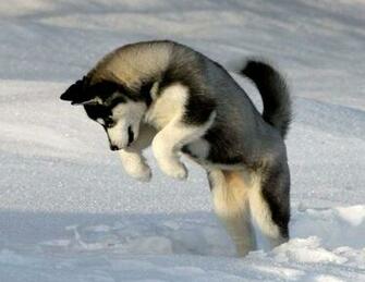 Siberian Husky Puppy Jumping On Snow Puppies Wallpaper Picture