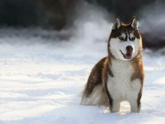 Snow Dogs Jpg 20dog