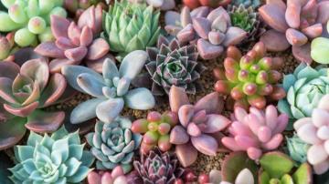 Succulent Desktop Wallpaper HD