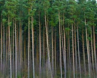 Pine Tree Line Ing Gallery