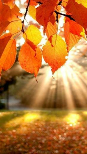 Leaves iPhone Wallpaper HD Autumn