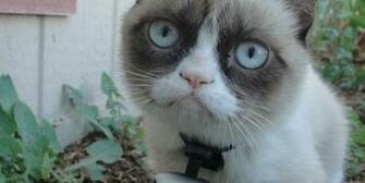 Grumpy Cat Valentine HD Wallpaper Car Pictures