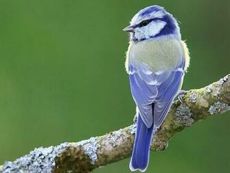 Blue Bird Desktop Laptop Ed In Picture Category
