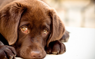 Labrador HD Wallpaper