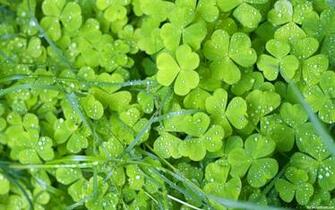 Green Flowers Wallpaper HD Pictures One